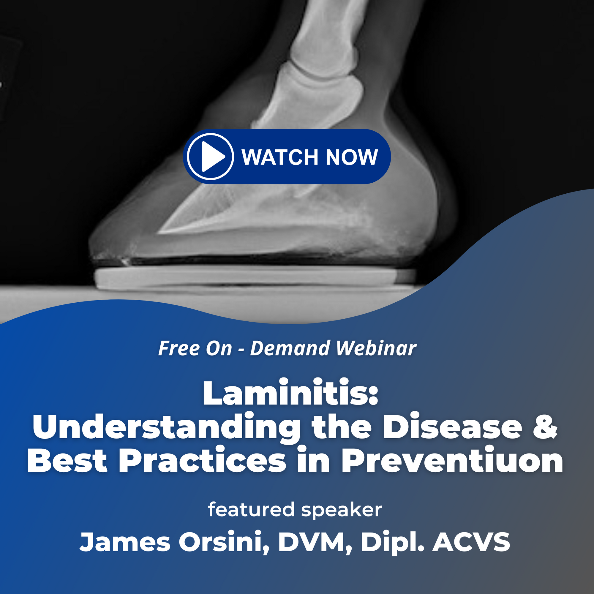 Laminitis: Understanding the Disease and Best Practices in Prevention