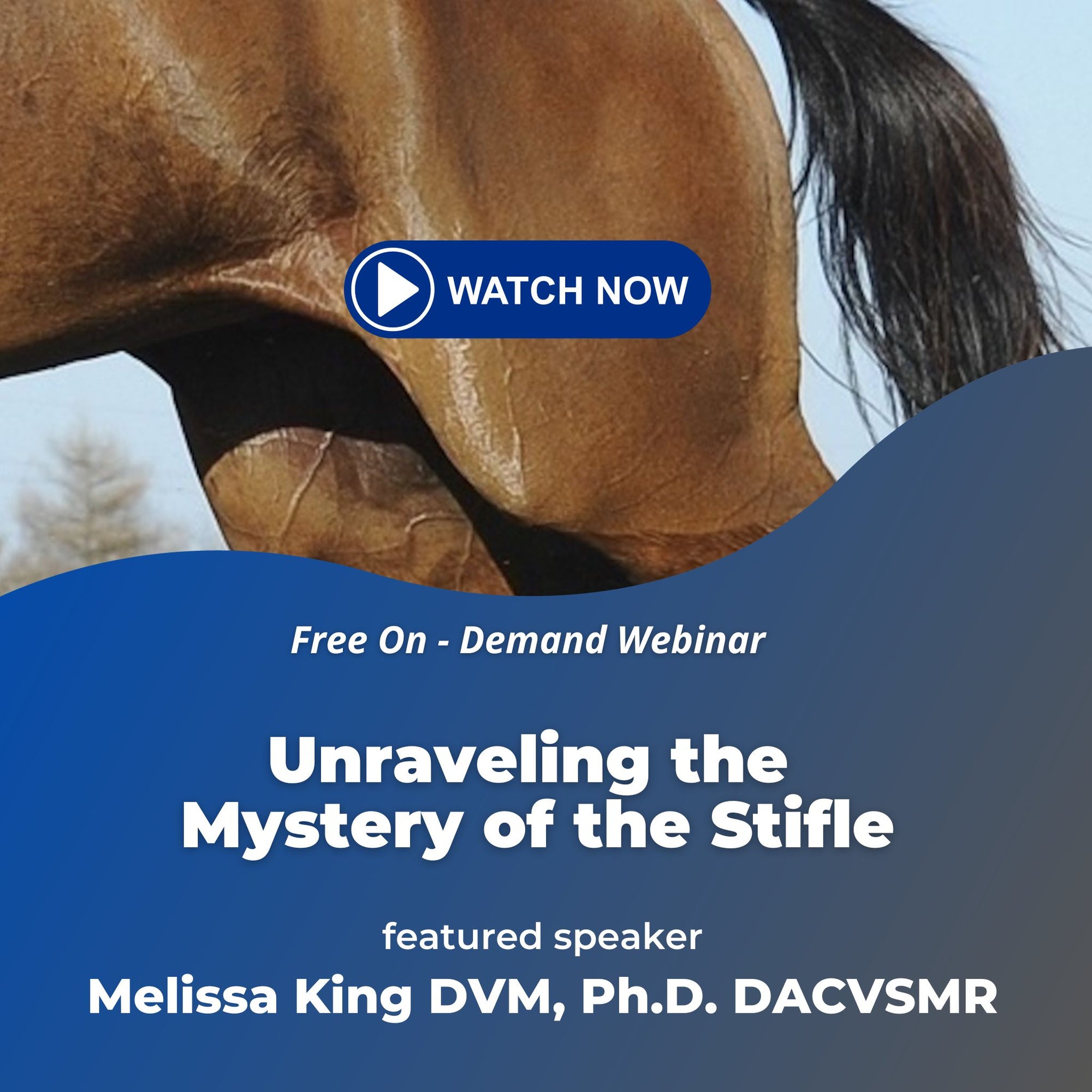 The Equine Stifle: Anatomy and Rehabilitation Approaches