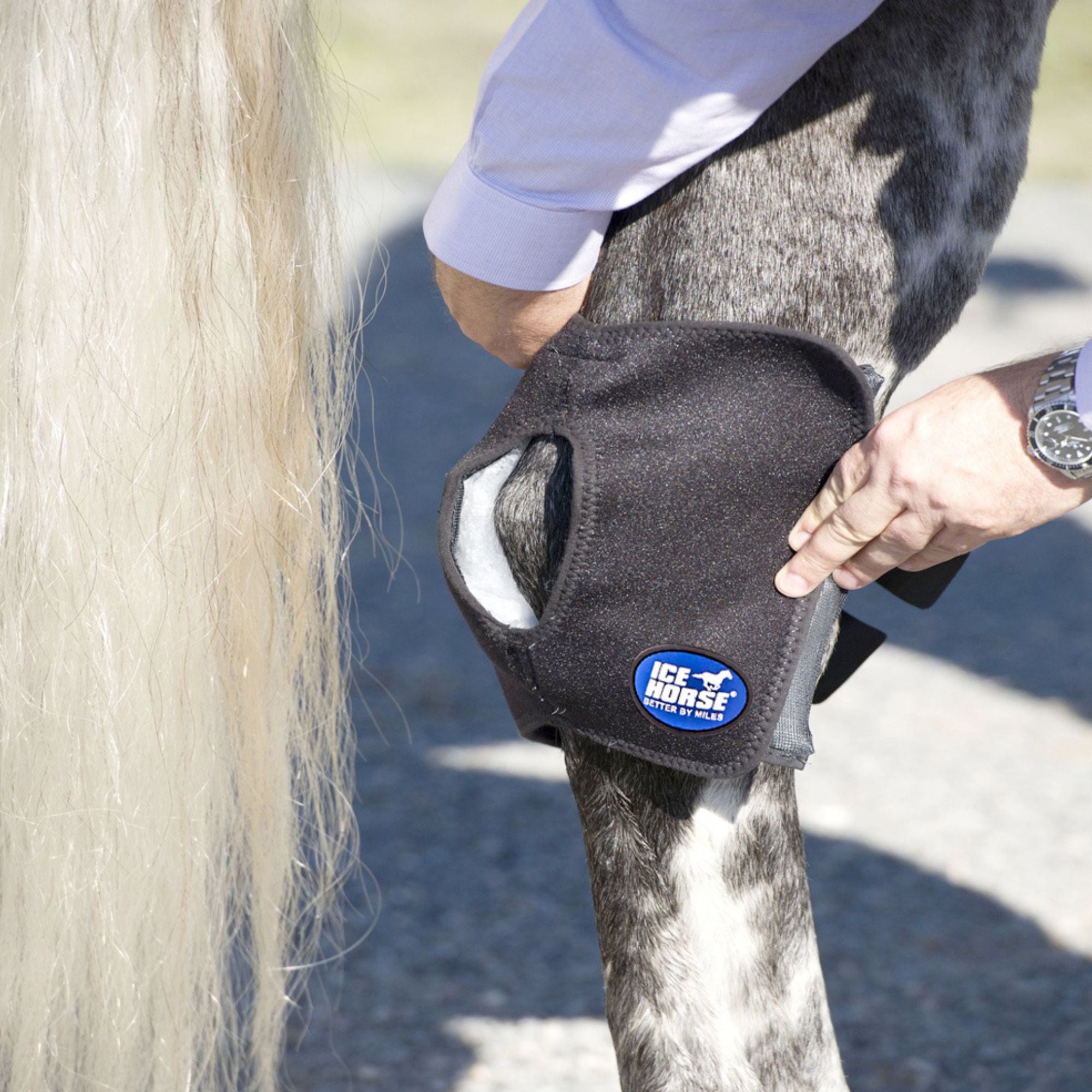 Ice Horse Hock Wraps reduce pain, inflammation and swelling of hock ...